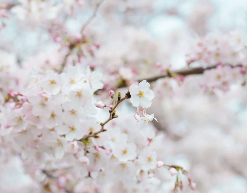 Photo qui illustre l'engagement du psychologue : des fleurs blanches qui prennent du temps pour pousser et fleurir