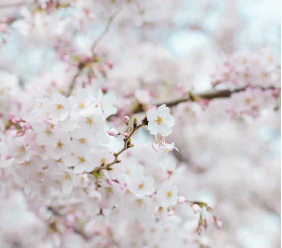 Photo de fleurs blanches japonaises qui illustrent l'engagement du psychologue envers son patient